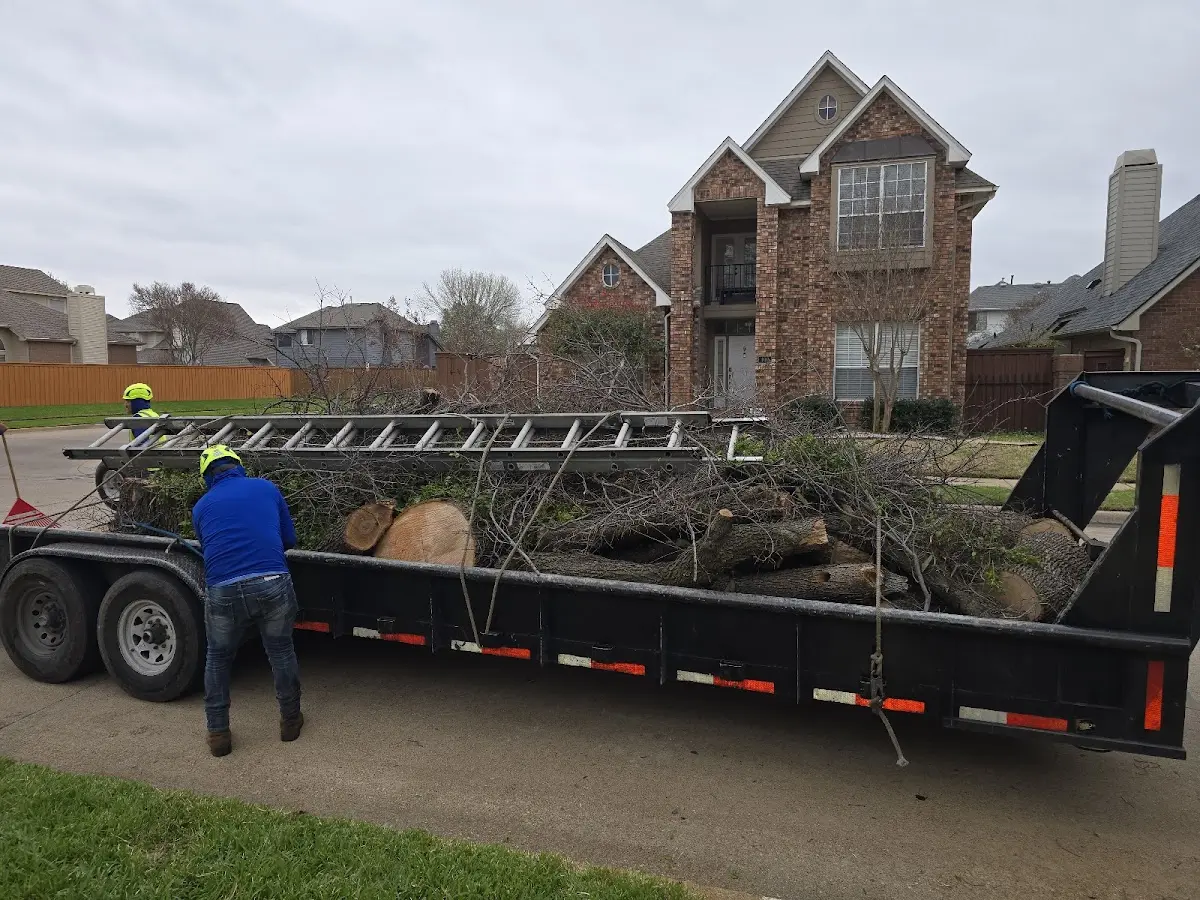Expert Tree Removal with proper safety equipment in Eastport